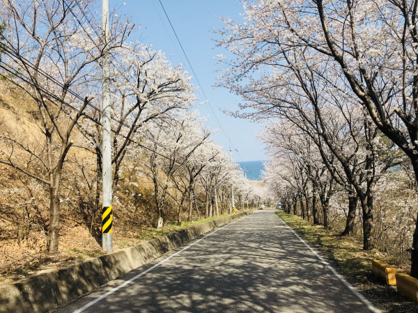 유금사가는길-벚꽃터널