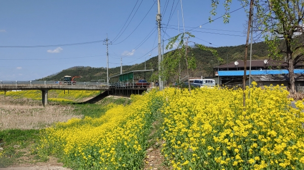 마을 입구에는 유채꽃을 심어 마을 경관을 아름답게 할 뿐 아니라 어르신들의 입맛돋우는 봄철 반찬으로도 활용을 한다.